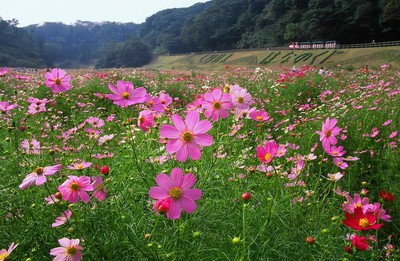 くりはま花の国 神奈川県 の情報 ウォーカープラス