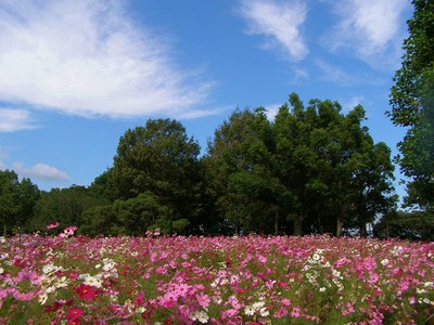 国営木曽三川公園 木曽三川公園センター 岐阜県 の情報 ウォーカープラス