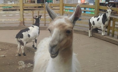 宝登山小動物公園 埼玉県 の情報 ウォーカープラス