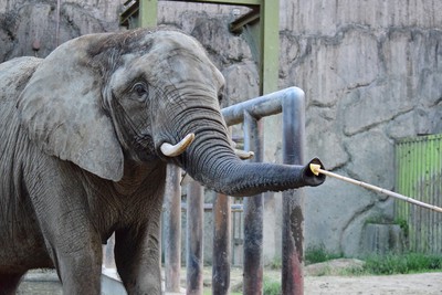 東武動物公園 埼玉県 の情報 ウォーカープラス